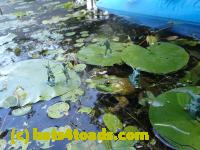 /home//u458753944/public_html/sourcegallery////////Frogs/Bullfrogs 2016-08 Ontario/P8081396.JPG